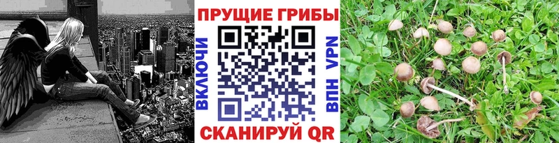 Галлюциногенные грибы прущие грибы  купить   Шахунья 
